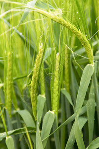 领域的绿色小麦种植园图片