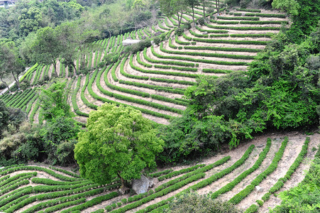 绿茶园小山图片