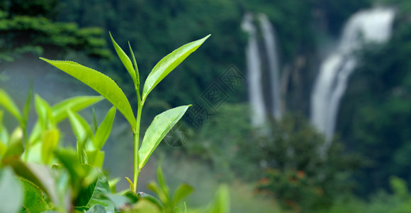 茶芽和叶子茶园斯里兰卡图片