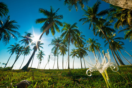 清晨美丽的棕榈林前景中的热带花卉图片