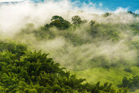 有树和雾的山图片