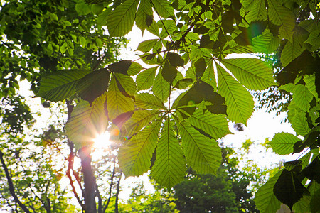 阳光下的板栗树叶子图片