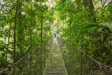 哥斯达黎加天然雨林公园的吊桥图片