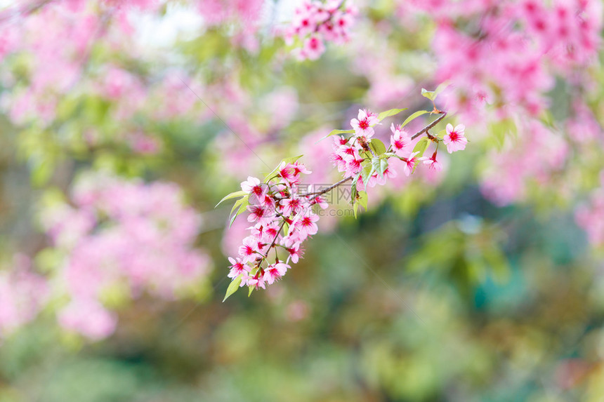野喜马拉雅樱花春图片
