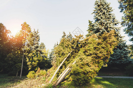 宁静的秋天公园里的绿树和灌木图片