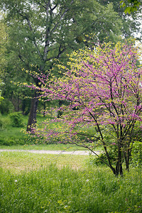 浅粉色扁平相机紫荆树春天开花丁香小花背景