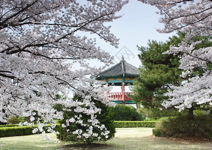 韩国首尔附近公园的树木布置了传统风背景图片