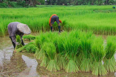 农民在稻田里种植水稻图片