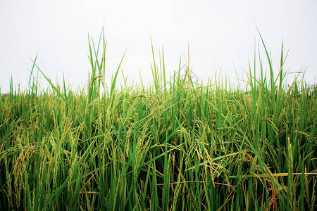 在田地上种植大米在图片