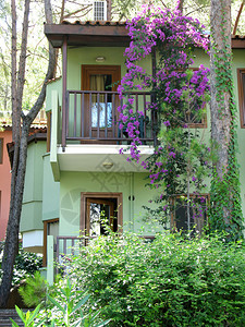 粉色植物中豪旅馆图片