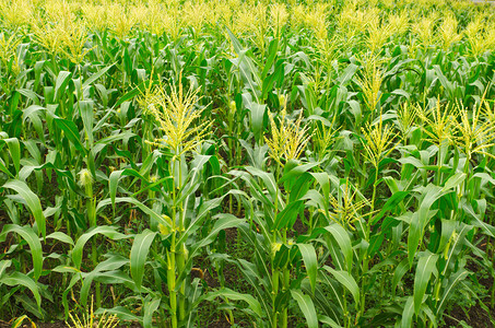 生长在泰国的一片绿色玉米地背景图片