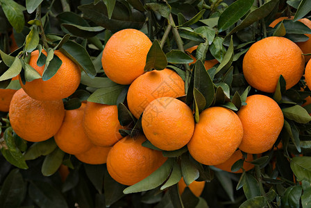 结满枝头的橘子图片