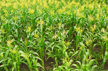 生长在泰国的一片绿色玉米地背景图片