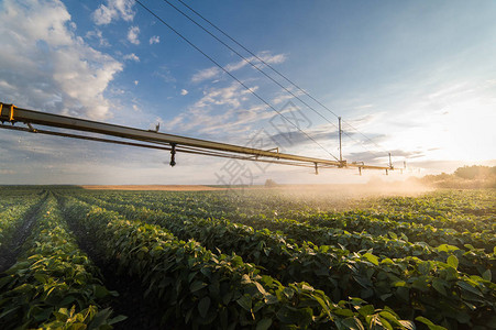 灌溉系统为田间大豆作物图片