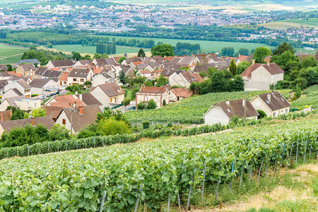 法国蒙塔涅德赖姆斯的葡萄园图片