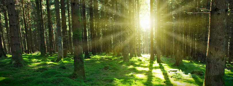 Beech树的森林被太阳束照图片