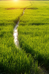 阳光下稻田水稻植物的绿叶图片
