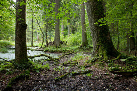 湿立场与前景的老树的夏末森林风景图片