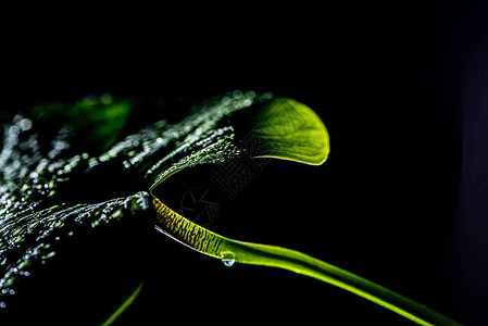 绿色热带绿叶带落滴图片