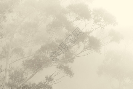 雾中的山树图片