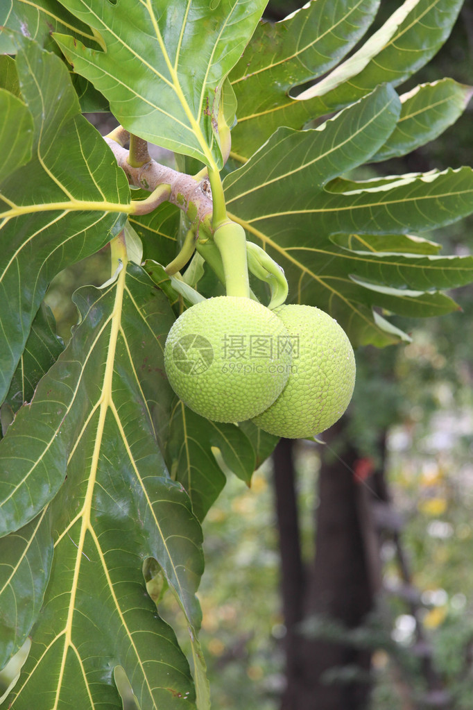 Breadfruit是产量最高的粮食植物之一图片