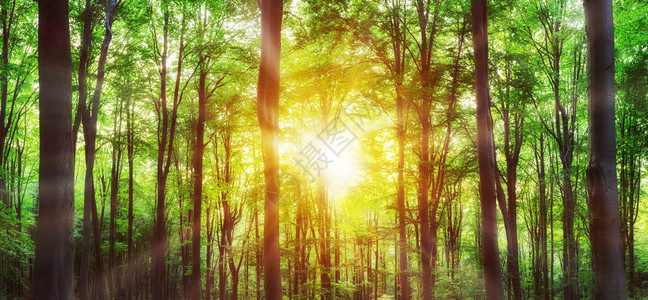 绿色山林的全景阳光照耀着树木背景图片
