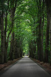 夏季森林中的单车道路图片