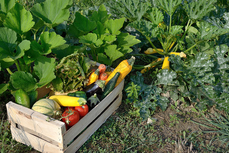蔬菜和新鲜农产品的收获园图片
