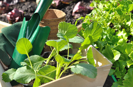 蔬菜树苗和花园种植的园艺图片