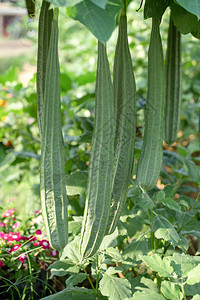 LuffaGourd植物在花园图片