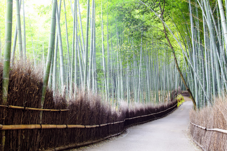 日本京都岚山的绿竹林图片