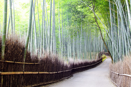 日本京都岚山的绿竹林图片