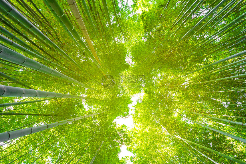 日本京都岚山竹林图片