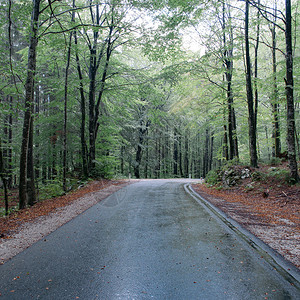 空旷的道路在森林里图片