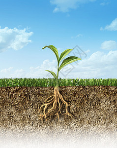 土壤交叉带草和中间的绿色植物背景图片