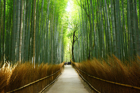 日本京都竹沟中的一条小路图片