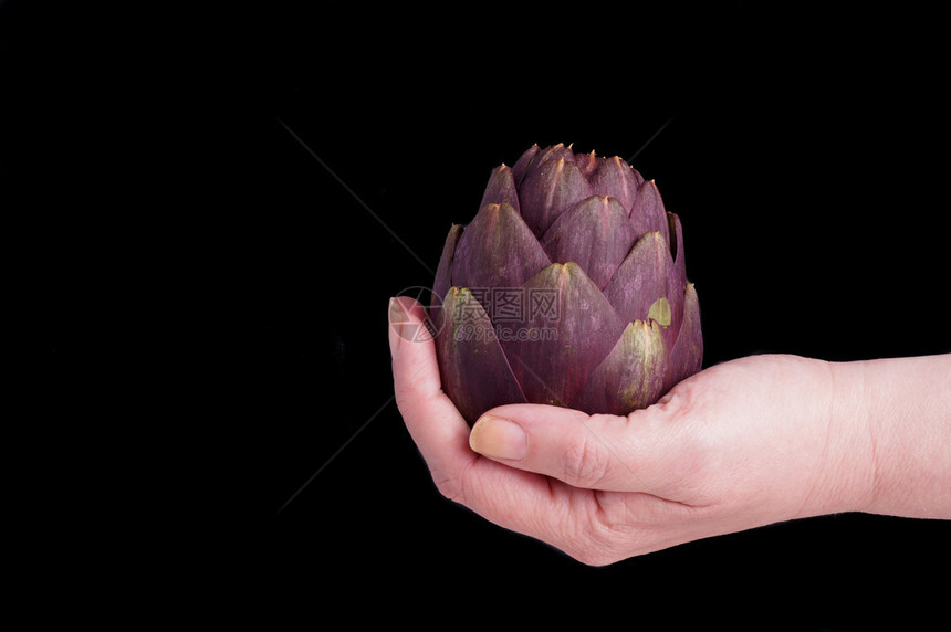 一个紫色的洋菊花准备做饭手握图片