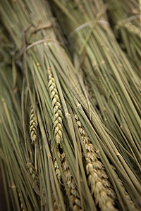 市场摊位上的小麦捆图片
