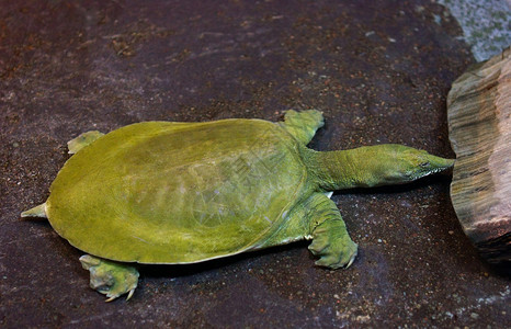 亚洲软壳海龟叶地讨论非罪野生动物在图片