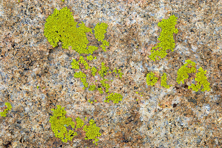 岩石纹理上的绿色地衣图片