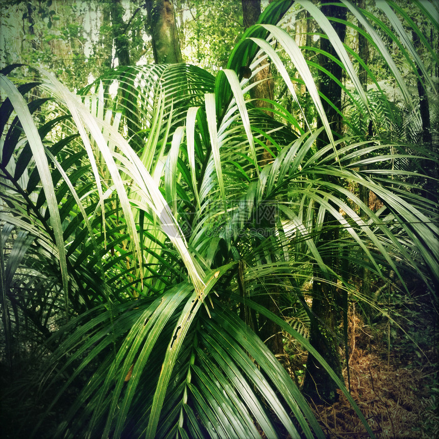 热带丛林中茂盛的绿叶图片