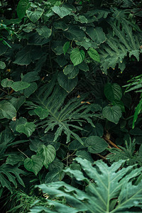 植物园绿色异国不同叶子的选图片