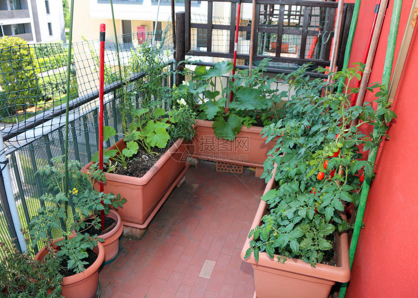 许多红熟西红番茄樱桃型种在阳台的图片