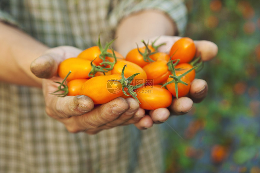 拿着新品种蕃茄的农夫的手图片