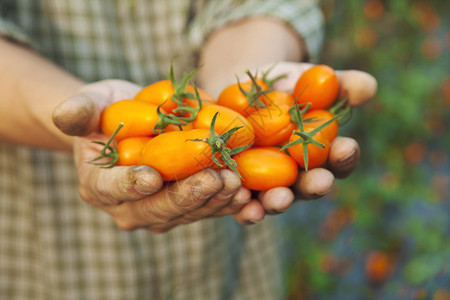 拿着新品种蕃茄的农夫的手背景图片