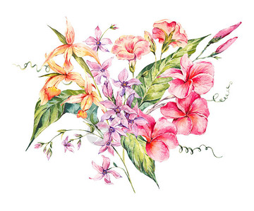 水彩复古花卉热带卡异国情调的花朵树枝和树叶孤立在白色背景上的植物图片