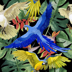 水彩风格的野生动物中的天空鸟鹦鹉图案图片