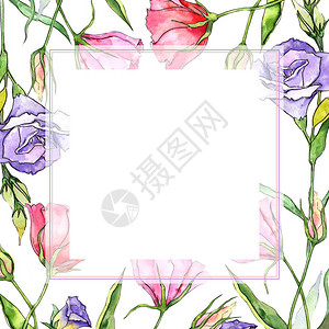 水彩风格的野花洋桔梗花框背景图片