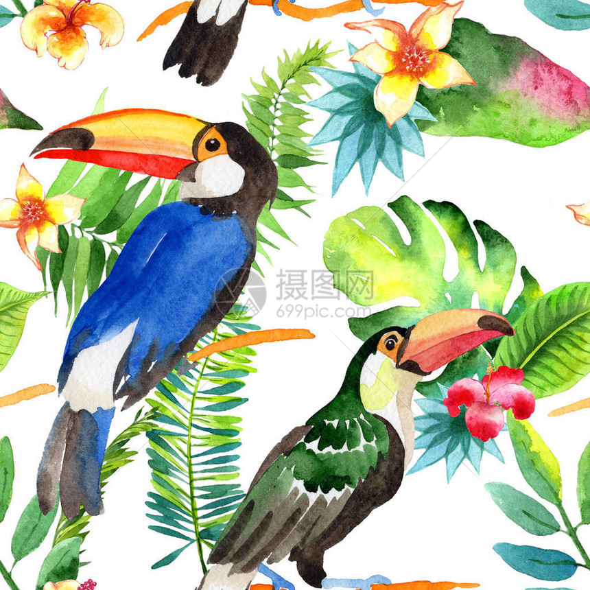 水彩风格的野生动物中的鸟巨嘴鸟图案图片