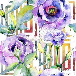 水彩风格的野花洋桔梗花卉图案背景图片